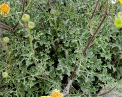 Image of Vasey's rockdaisy