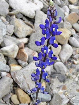 Imagem de Lupinus havardii S. Watson