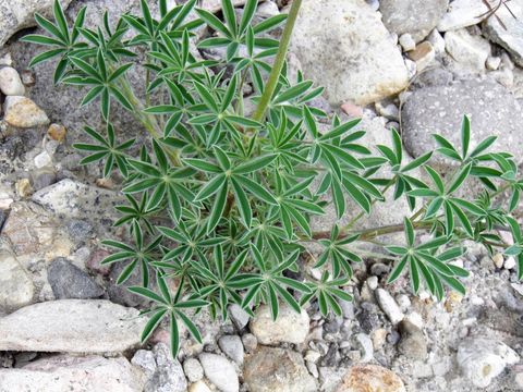 Imagem de Lupinus havardii S. Watson