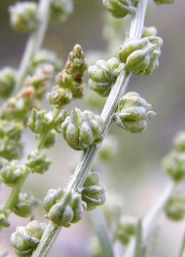 Image of lineleaf whitepuff