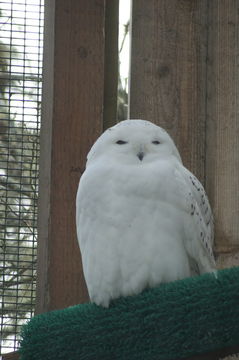 Image of Snowy Owl