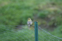 Image of Lesser Goldfinch