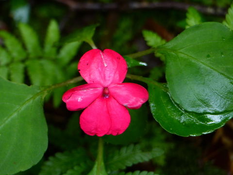 Image of Jewelweeds