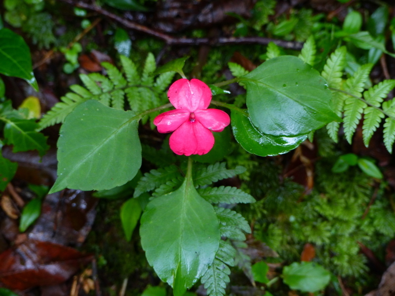 Image of Jewelweeds