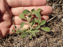 Image of <i>Galenia pubescens</i>