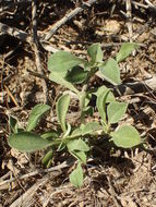 Image of <i>Galenia pubescens</i>