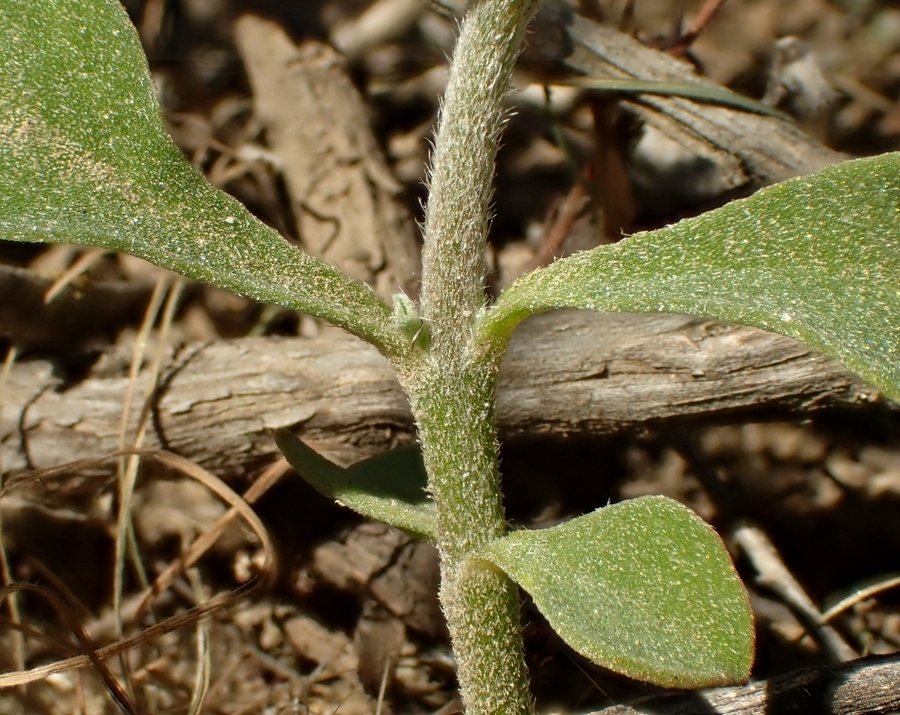 Image of <i>Galenia pubescens</i>