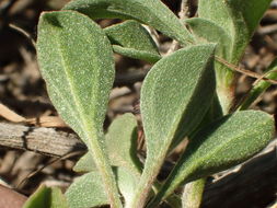 Image of <i>Galenia pubescens</i>