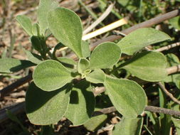 Image of <i>Galenia pubescens</i>