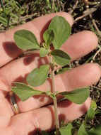 Image of <i>Galenia pubescens</i>