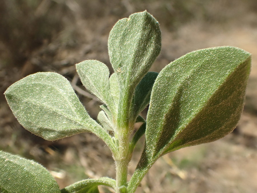 Plancia ëd <i>Galenia pubescens</i>