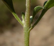 Plancia ëd <i>Galenia pubescens</i>