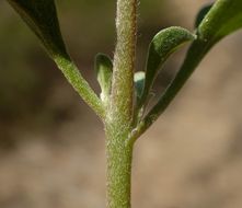 Image of <i>Galenia pubescens</i>