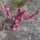 Epacris resmi