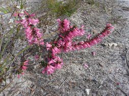 Plancia ëd Epacris impressa Labill.