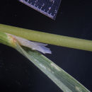 Image of <i>Calamagrostis canadensis</i> var. <i>langsdorfii</i>
