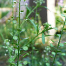 Sivun Lepidium virginicum subsp. menziesii (DC) Thell. kuva