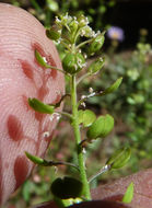 Image of intermediate pepperweed