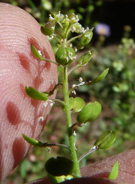 Sivun Lepidium virginicum subsp. menziesii (DC) Thell. kuva