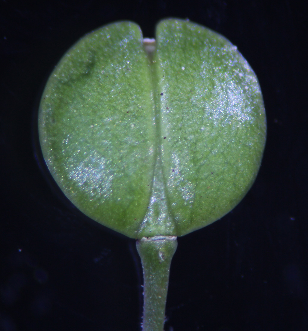 Image of intermediate pepperweed