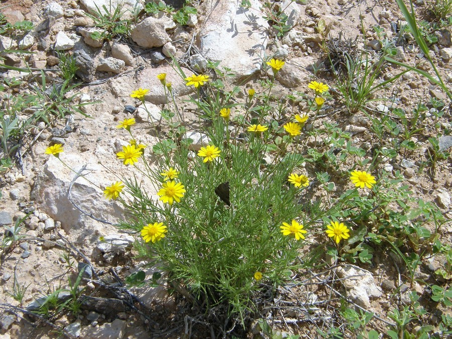 Image of fiveneedle pricklyleaf