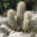 Image of <i>Echinocereus</i> × <i>roetteri</i>