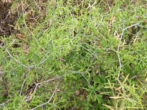 Image of slimlobe globeberry