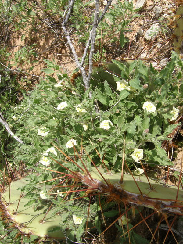 Image de Chamaesaracha sordida (Dun.) A. Gray