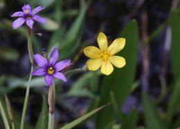 Image of Timberland Blue-Eyed-Grass