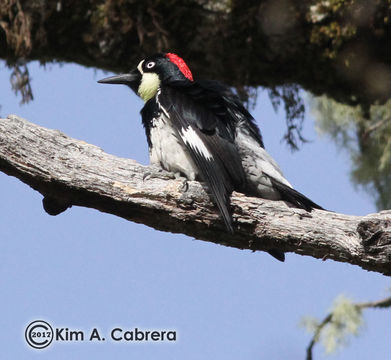 Image of Acorn Woodpecker