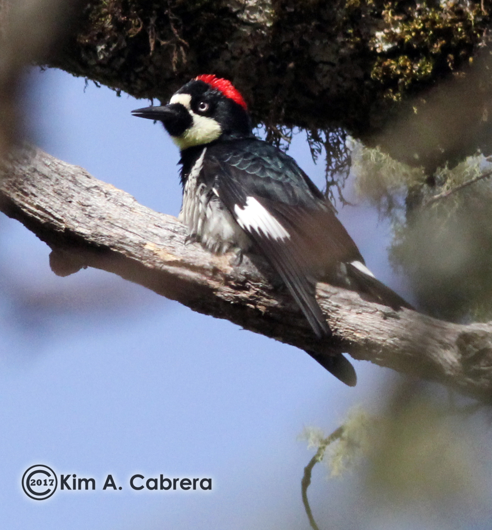 Image of Acorn Woodpecker