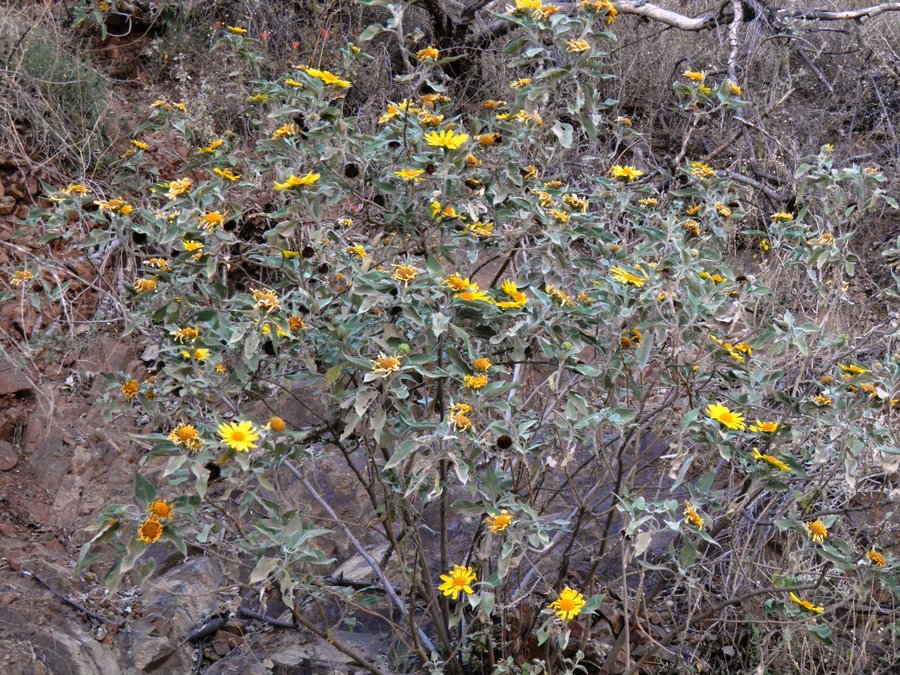 صورة Tithonia fruticosa Canby & J. N. Rose