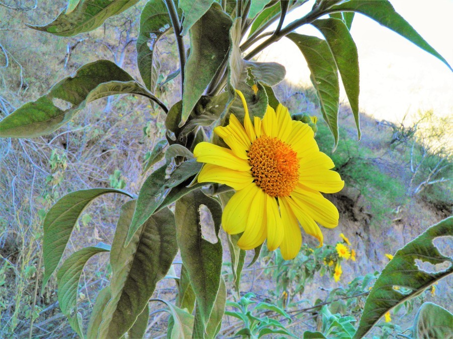 صورة Tithonia fruticosa Canby & J. N. Rose