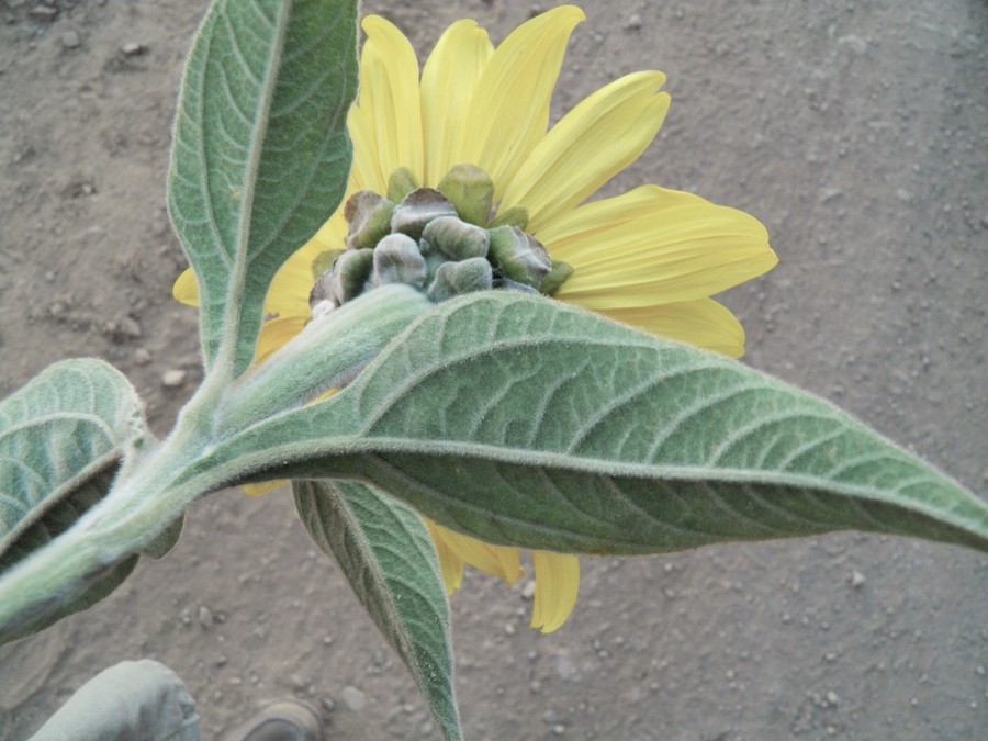 صورة Tithonia fruticosa Canby & J. N. Rose