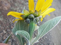 صورة Tithonia fruticosa Canby & J. N. Rose