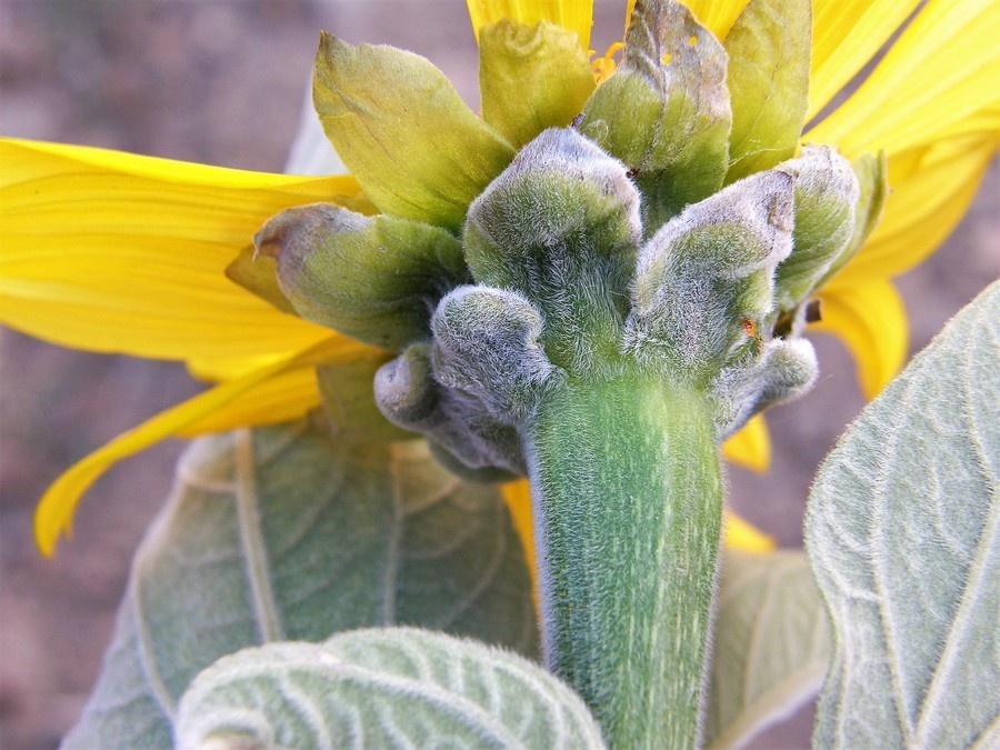 صورة Tithonia fruticosa Canby & J. N. Rose