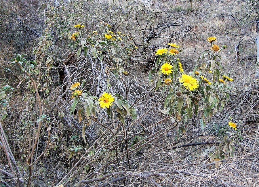 صورة Tithonia fruticosa Canby & J. N. Rose