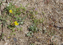 Image of <i>Loeflingia squarrosa</i> var. <i>artemisiarum</i>