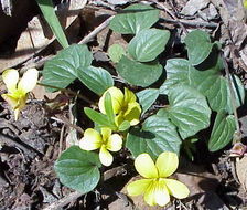 Image de Viola purpurea var. venosa (S. Watson) Brainerd