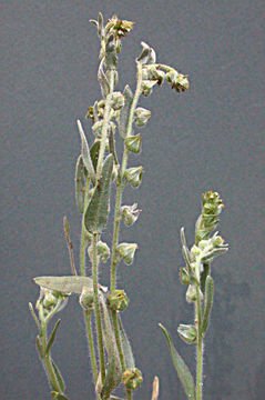 Image of Arizona popcornflower