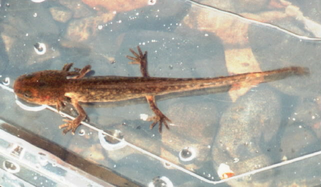 Image of Northwestern Salamander