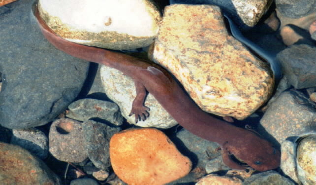 Image of Cope's Giant Salamander