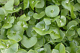 Image de Claytonia perfoliata subsp. mexicana (Rydb.) J. M. Miller & K. L. Chambers