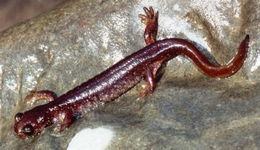 Image of Olympic Torrent Salamander