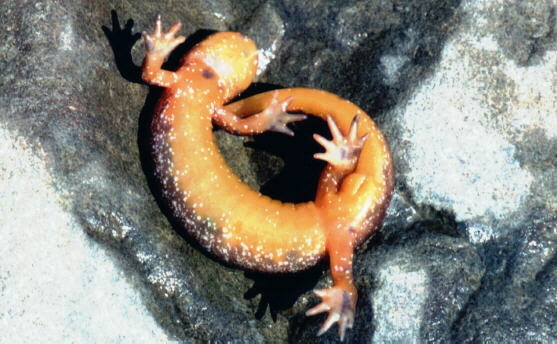 Image of Olympic Torrent Salamander