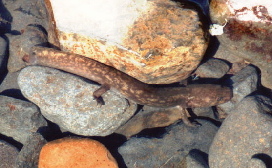 Image of Cope's Giant Salamander