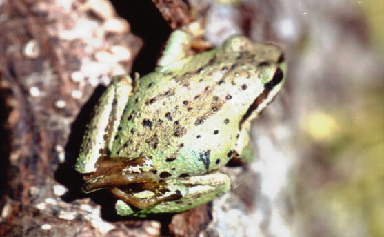 Image of Northern Pacific Treefrog