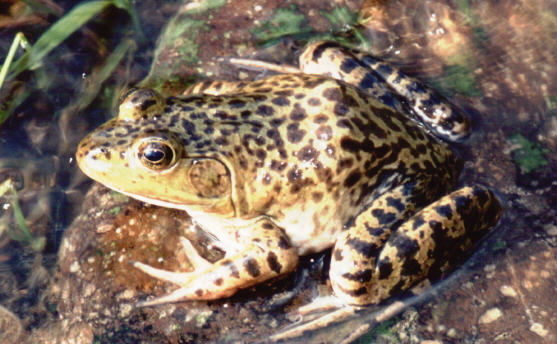 Слика од Lithobates catesbeianus (Shaw 1802)