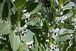 Image of Broad Bean