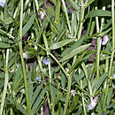 Vicia tetrasperma (L.) Schreb. resmi